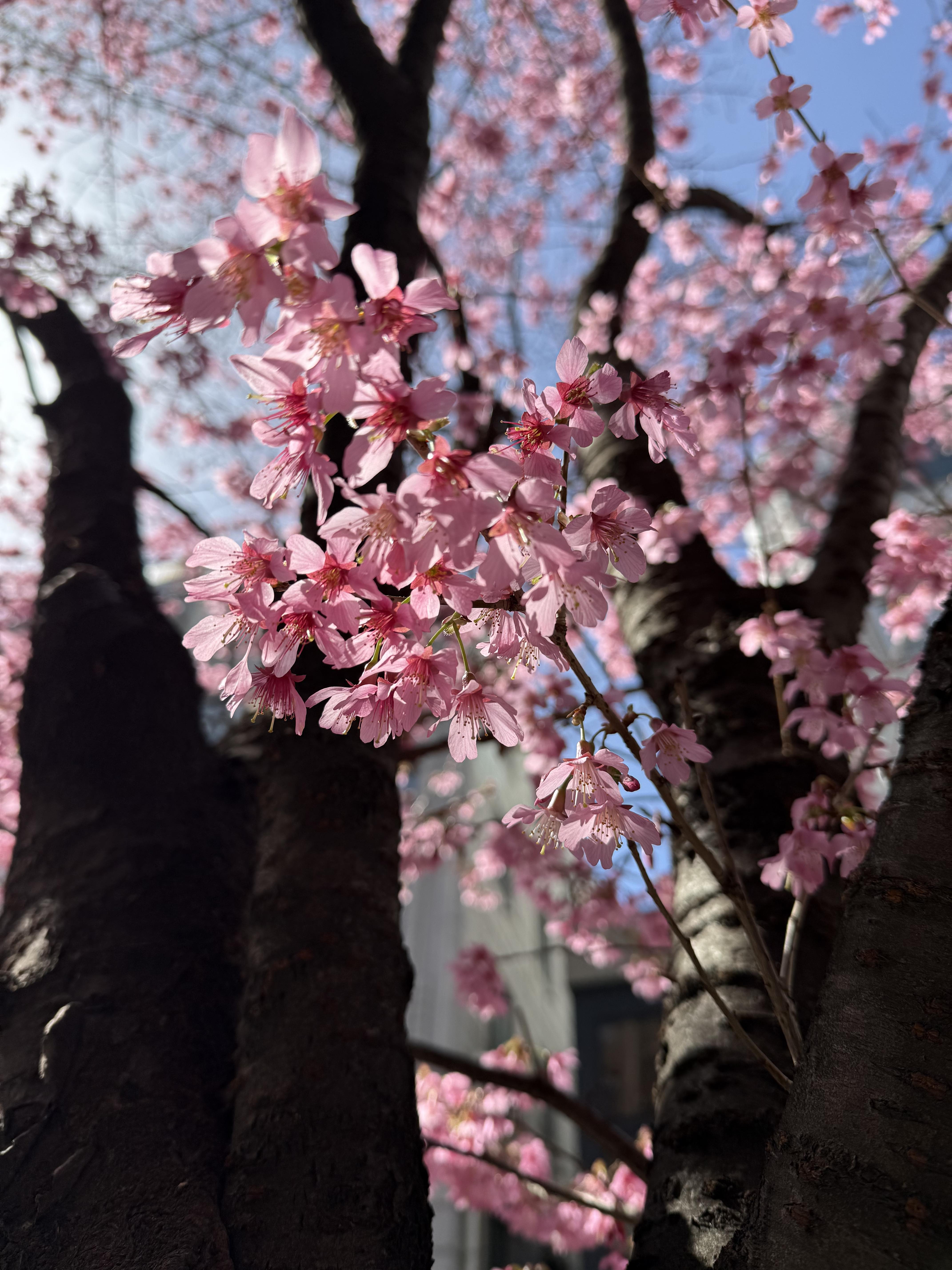 伊場仙 桜コレクション – 江戸扇子とうちわの老舗通販_伊場仙 - Ibasen